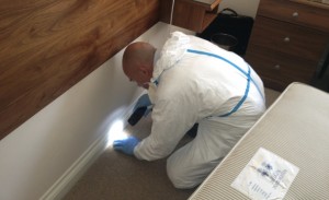 Pest controller working in Wimborne